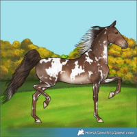 Horse Color:White Spotted Liver Chestnut