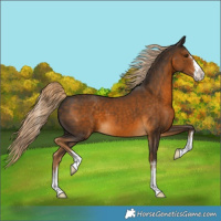 Horse Color:Chocolate Palomino