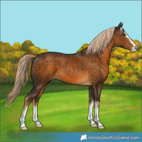 Horse Color:Chocolate Palomino 