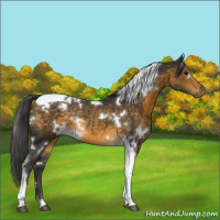 Horse Color:White Spotted Buckskin Tobiano Rabicano 