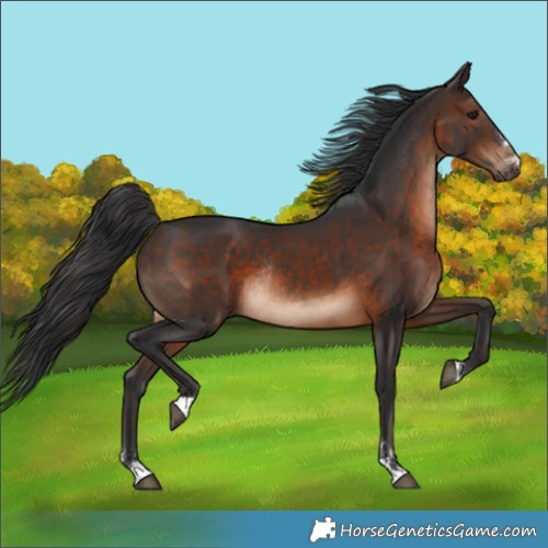 Horse Color:Brown Rabicano