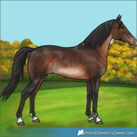 Horse Color:Brown Rabicano 