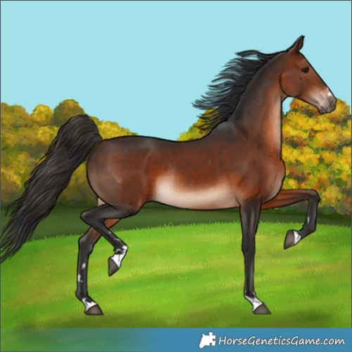 Horse Color:Brown Rabicano