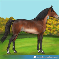 Horse Color:Brown Rabicano 