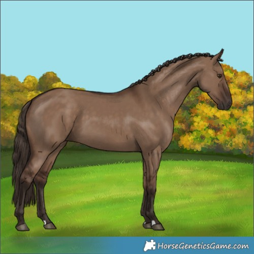 Horse Color:Liver Red Dun