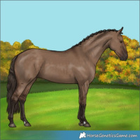 Horse Color:Liver Red Dun 