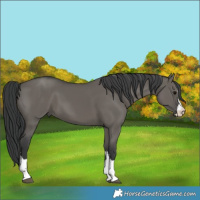 Horse Color:Grullo 