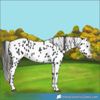Horse Color:Black Leopard Rabicano 