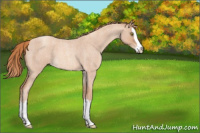 Horse Color:Gold Champagne Roan Splash 