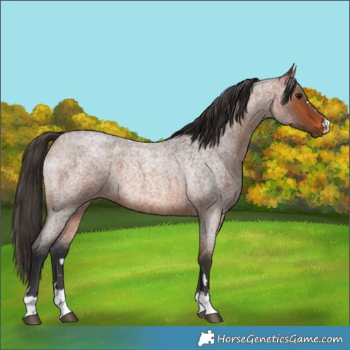 Horse Color:Bay Roan 