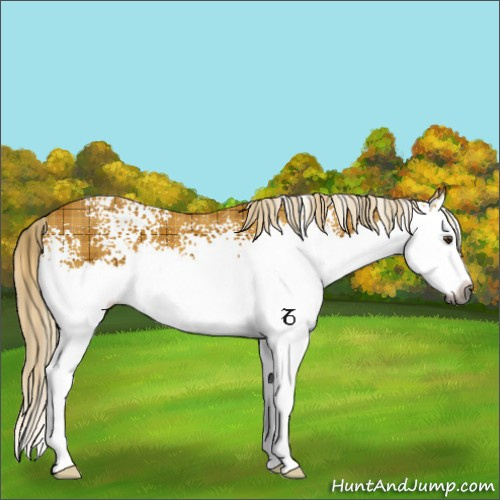 Horse Color:Gray Plaid White Spotted Palomino Splash