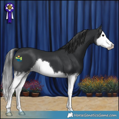 Horse Color:Black Splash 