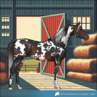 Horse Color:White Spotted Brown 