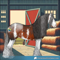 Horse Color:Bay Sabino Splash