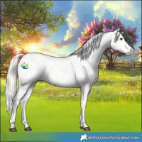 Horse Color:Palomino Appaloosa Rabicano 