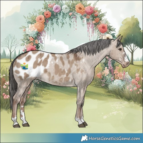Horse Color:Liver Red Dun Appaloosa Brindle 
