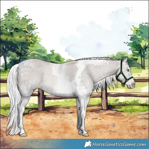 Horse Color:Platinum White Spotted Cremello Splash Tobiano 
