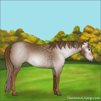 Horse Color:Gray Chestnut