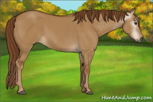 Horse Color:Gray Red Dun