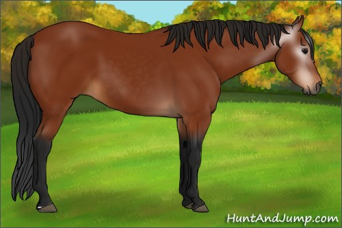 Horse Color:Gray Bay