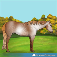 Horse Color:Gray Chestnut 