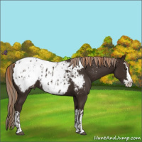 Horse Color:Liver Chestnut Sabino Splash Appaloosa  and Liver Chestnut Sabino Splash Appaloosa 