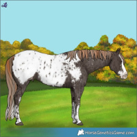 Horse Color:Liver Chestnut Sabino Splash Blanket  and Liver Chestnut Sabino Splash Snowcap 
