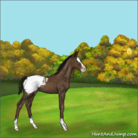 Horse Color:Gray Classic Champagne Sabino Splash Appaloosa 