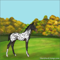 Horse Color:Liver Chestnut Appaloosa 