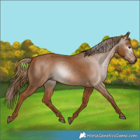 Horse Color:Gray Chestnut 
