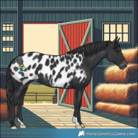 Horse Color:Black Appaloosa 