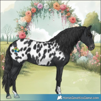 Horse Color:Black Appaloosa 