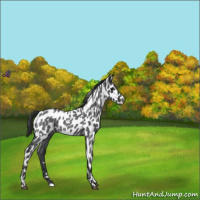 Horse Color:Blue Roan Appaloosa 