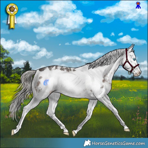 Horse Color:Liver Chestnut Mushroom Sabino Frame Appaloosa 