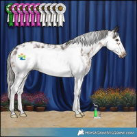 Horse Color:Liver Chestnut Mushroom Sabino Frame 