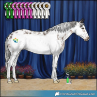 Horse Color:Liver Chestnut Mushroom Sabino Frame