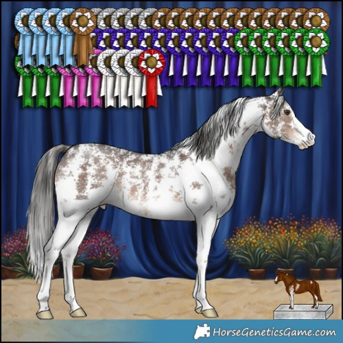 Horse Color:Liver Chestnut Sabino