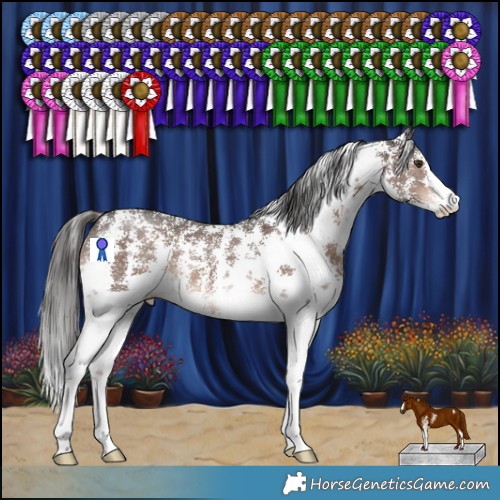 Horse Color:Liver Chestnut Sabino 