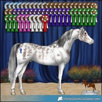 Horse Color:Liver Chestnut Sabino