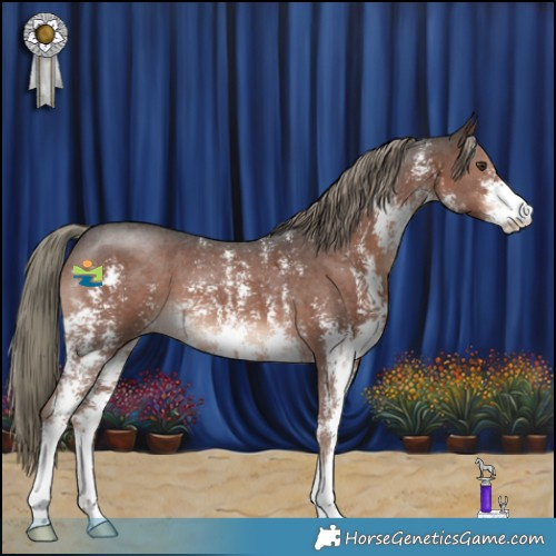 Horse Color:Liver Chestnut Mushroom Sabino 