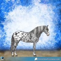 Horse Color:Black Ice Appaloosa 