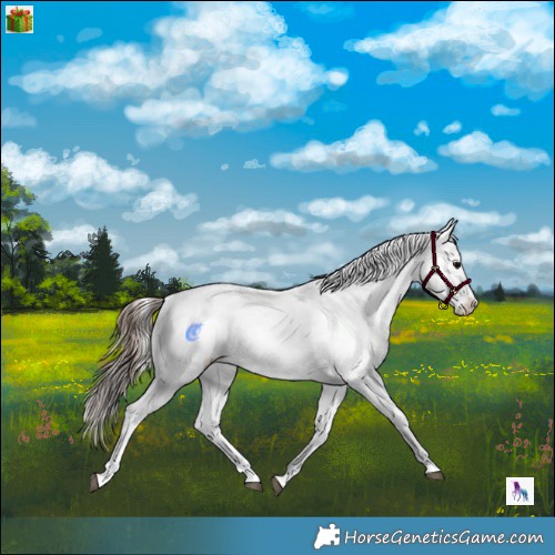 Horse Color:Brown Onyx Sabino Appaloosa 