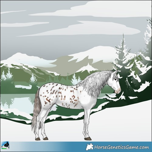 Horse Color:Bay Ice Sabino Appaloosa Rabicano