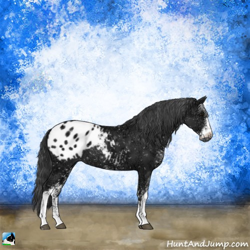 Horse Color:Black Ice Sabino Appaloosa Rabicano 