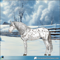 Horse Color:Liver Chestnut Sabino Appaloosa 