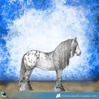 Horse Color:Gray Black Sabino Appaloosa