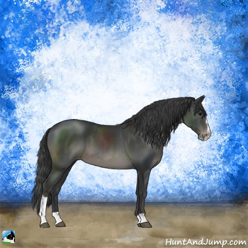 Horse Color:Black Sabino Appaloosa 