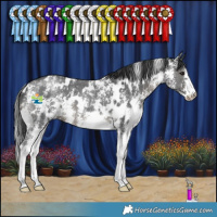 Horse Color:White Spotted Black Sabino