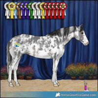 Horse Color:White Spotted Black Sabino 