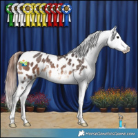 Horse Color:Bay Sabino Appaloosa
